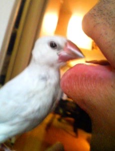 ケナフは地球に優しい